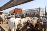 El problema principal es que se pierde la certificación de "ganado libre de gusano barrenador", frenando las exportaciones hacia Estados Unidos y Europa.