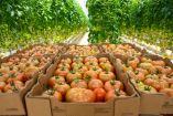 Agroexportaciones en T-MEC: El CNA solicita eliminar propuesta de temporalidad