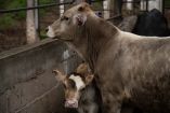 La detección de un caso de gusano barrenador en un ternero en Texas ha encendido las alarmas en el sector ganadero, obligando al USDA a suspender la movilización de animales en la zona afectada para contener el brote.