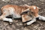 La CNOG llamó a una respuesta coordinada con EU ante un caso de gusano barrenador en Texas.