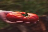 Hacer pico de gallo es un lujo: Flores advierte sobre efectos de estanflación en familias mexicanas