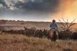 El APHIS frenó de inmediato la exportación de bovinos, mascotas y otras especies a México tras detectar cinco casos de gusano barrenador.