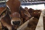 Los casos de gusano barrenador en territorio estadounidense han escalado rápidamente