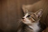 Expertos alertan sobre peligro de automedicación y mercado informal de CBD para mascotas con cáncer