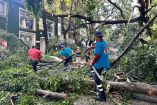 Se atiende emergencia por más de 180 árboles caídos tras intensa tormenta