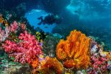 ¿Por qué son importantes los arrecifes de coral?