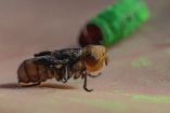 Mosca estéril contra gusano barrenador