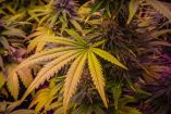 La política de drogas en México mantiene un esquema de prohibición que impide el control estatal sobre sustancias como la cannabis y derivados sintéticos. La ausencia de una legislación secundaria adecuada, pese a los mandatos de la Suprema Corte de Justicia de la Nación (SCJN) respecto al libre desarrollo de la personalidad, prolonga un mercado informal que carece de garantías sanitarias para los usuarios.

La doctora Catalina Pérez Correa, profesora Investigadora del Centro de Investigación y Docencia Económicas (CIDE), explica en entrevista con Ivonne Melgar para la Primera Emisión de Imagen Radio, las implicaciones del rezago en la regulación de sustancias y la necesidad de una política pública centrada en la salud

00:00 - Fracaso de estrategia prohibicionista mundial
02:12 - Descentralización producción grupos criminales
04:57 - México como productor de metanfetaminas
07:42 - Modelos regulatorios exitosos internacionales
10:19 - Omisión legislativa frente a decisiones judiciales





COMENTA ESTE VIDEO Y COMPARTELO CON TUS AMIGOS

Para más información entra: https://www.youtube.com/watch?v=6pLXCoJQvPE

No olvides dejarnos tus comentarios y visitarnos en 

Sitio: http://www.imagenradio.com.mx 
Facebook: https://www.facebook.com/ImagenRadio/?locale=es_LA
Twitter: https://x.com/Imagen_Mx
¡Dale like y suscríbete al canal!:  https://www.youtube.com/channel/UCB0BUmdBOrH9mYU2ebs1eWA

#imagenradio #noticiasenvivo