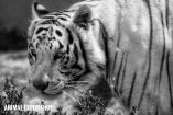 La muerte del tigre blanco Kenzo en el Estado de México revela la cruda realidad de esta mutación genética.
