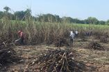 Representa un incremento del 512 por ciento en comparación con las proyecciones del ciclo en curso