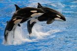 Orcas dominan a tiburones blancos en el océano: Gerardo del Villar