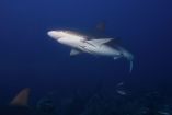Tiburones enfrentan declive poblacional por pesca comercial y estigma cinematográfico