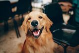 Cómo despedirse de un perro_La importancia de un adiós digno y cómo afrontar el duelo
