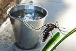 Cómo eliminar los criaderos de mosquitos del dengue en casa