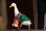 Así cambió la vida del pato Merlín tras hacerse viral en el Mundial