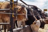 Confederación Nacional de Organizaciones Ganaderas confirma reanudación de exportaciones de ganado a Estados Unidos