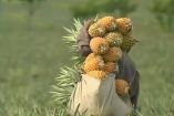 Por qué colapsó la comercialización de la piña en Veracruz