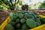 Exportaciones de aguacate repuntan 35% a EU, ¿por qué?