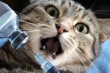 Vacuna contra la leucemia felina: para qué sirve, cuándo ponerla y costos