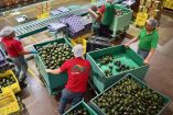 Freno a exportación de aguacate michoacano a EU