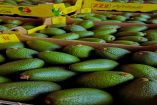GCMA advierte crisis aguacatera por amenazas del crimen