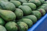 El aguacate es uno de los productos agroalimentarios más importantes para la economía nacional
