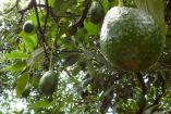 Aguacateros denuncian que freno al aguacate.