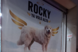 Rocky murió atropellad