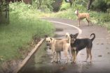 Tras cateo y rescate en albergue de Ixtapaluca, perros callejeros buscan comida entre jaulas vacías