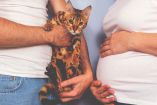 Cómo se contagia la toxoplasmosis en el embarazo Los gatos no son el principal riesgo_1