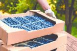 GCMA advierte contracción en superávit agroalimentario de México