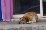 Los restos del perrito fueron enterrados por los vecinos en un jardín cercano