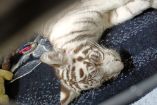La cachorra de tigre de Bengala blanco asegurada en la Ciudad de México es trasladada a la Fundación Invictus en Pachuca, Hidalgo.