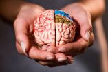 CEREBRO HUMANO
