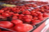Grupo Consultor advierte inflación por aranceles a fresas y tomates