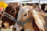 Frontera de EU se abre al ganado mexicano, pero persiste presencia de gusano barrenador