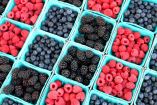 México incrementa 2% sus exportaciones de frutos rojos y mantiene liderazgo mundial.