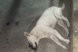 Denuncian envenenamiento de perros en San Buenaventura, Ixtapaluca