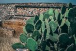 Producción de nopal en Ciudad de México supera 164 mil toneladas: Peña Fuentes