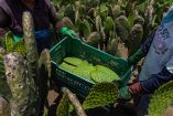 El nopal producido en Milpa Alta tendrá una nueva ruta para llegar directamente a restaurantes, comercios y hogares de la Ciudad de México.