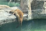 Acusan descuido y abandono de animales en el Zoológico de Aragón