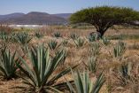Certificación orgánica abre nuevos mercados globales para el tequila: Ecocert