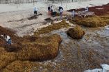 Consulta en tiempo real qué playas están libres de sargazo en Quintana Roo usando el semáforo del CEMAS, la Red de Monitoreo y los reportes de la SEMAR.