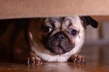 ¿Cómo calmar a los perros por los cohetes el 15 de septiembre?