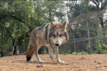 El lobo mexicano enfrenta nuevos desafíos para su recuperación en vida silvestre, pese a los avances registrados durante décadas para evitar su extinción, advirtió la Asociación de Zoológicos, Criaderos y Acuarios de México (AZCARM).La organización señaló que la conservación de esta especie no depende únicamente de las medidas que adopten México y Estados Unidos, sino también de las condiciones que existan en los territorios donde se realizan las reintroducciones.De acuerdo con Ernesto Zazueta, presidente de la AZCARM, en México persisten problemas como la cacería, el envenenamiento de fauna, la falta de vigilancia y la débil aplicación de la legislación ambiental.El especialista consideró que uno de los principales retos es lograr que las comunidades y los ganaderos que comparten territorio con el lobo mexicano encuentren beneficios en su conservación.Como ejemplo, mencionó el trabajo realizado durante alrededor de 15 años en los ejidos El Tarahumar y Bajíos del Tarahumar, en Tepehuanes, Durango, donde recientemente fueron liberados ocho ejemplares.La reintroducción fue aprobada por la asamblea comunitaria, luego de un proceso de diálogo y trabajo científico.Los lobos fueron preparados para recuperar sus habilidades naturales de cacería y cuentan con collares satelitales para conocer sus desplazamientos y evaluar su adaptación al entorno.La información obtenida mediante este monitoreo también puede contribuir a determinar con evidencia posibles interacciones de los ejemplares con el ganado.La AZCARM destacó que la recuperación del lobo mexicano tiene efectos que van más allá de la conservación de una especie, debido a su papel como depredador tope y su relación con el equilibrio de los ecosistemas de la Sierra Madre Occidental.Zazueta sostuvo que México debe fortalecer acciones como la vigilancia, el monitoreo científico, la protección de corredores biológicos y los programas de prevención y compensación para productores afectados por depredadores.Recordó que la población actual del lobo mexicano desciende de siete ejemplares y que su recuperación ha sido posible gracias a programas de reproducción, manejo genético y conservación desarrollados durante décadas en México y Estados Unidos.La meta del programa binacional de recuperación es alcanzar una población estable en vida silvestre, para lo cual, señaló la asociación, todavía existen importantes tareas pendientes en territorio mexicano.