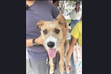 Loky, perrito rechazado en Edomex