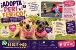 Peri y Férico, perritos abandonados en CDMX.