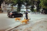 Robo de perros en CDMX