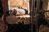 Perros del Refugio Franciscano en Cuajimalpa