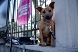 Foto de un perro atado a una cadena.
